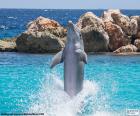 Дельфин, делая трюк в Аквариум бассейн